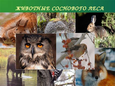 Воришка из соснового леса
 2024.04.18 04:36 на русском языке в хорошем качестве
